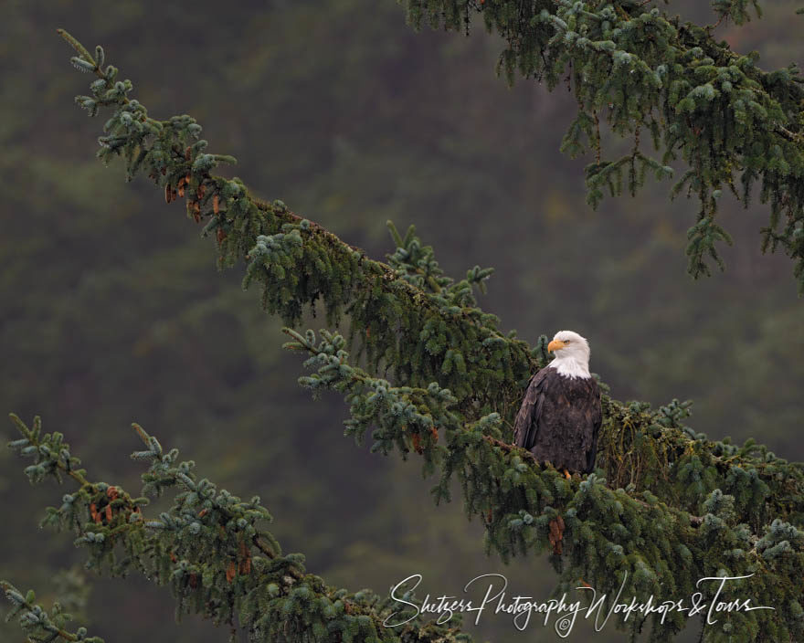 Bald Eagle Looking on