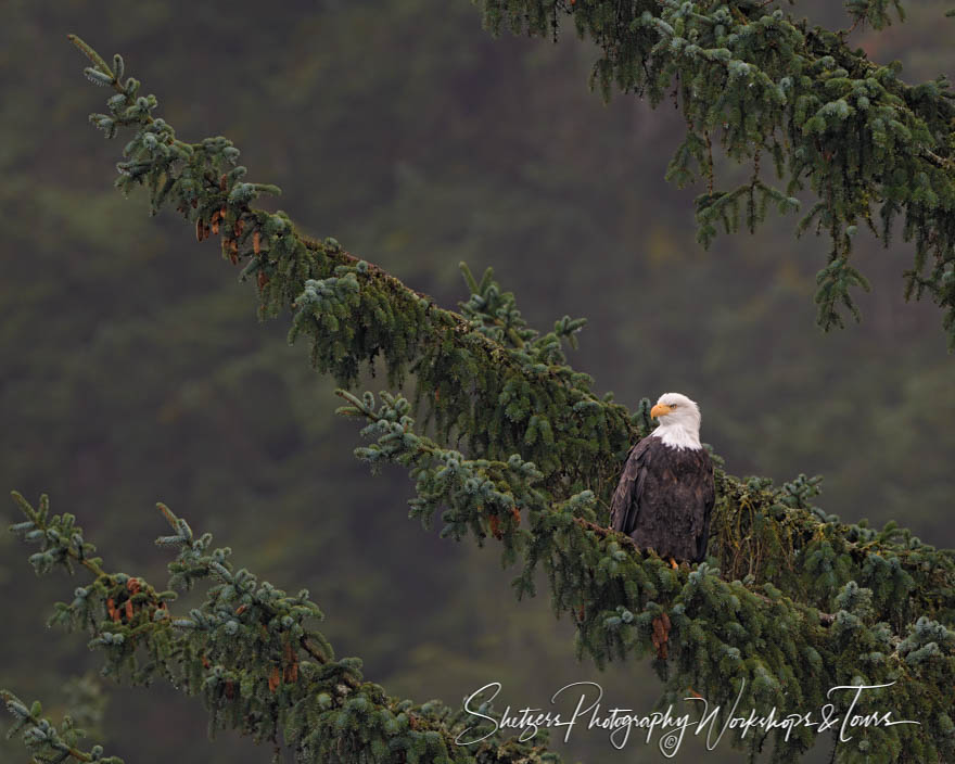 Bald Eagle Looking on 20181119 133918