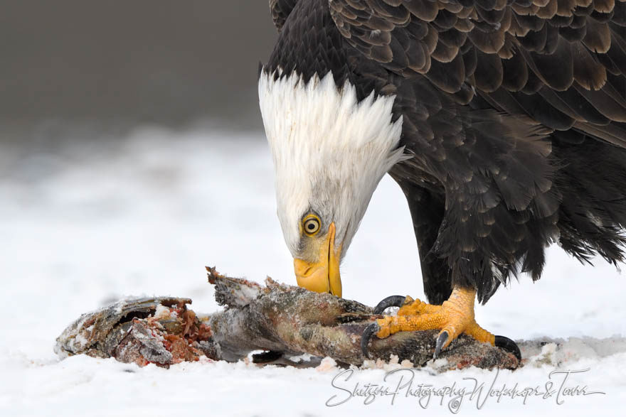 Bald Eagle Meal time