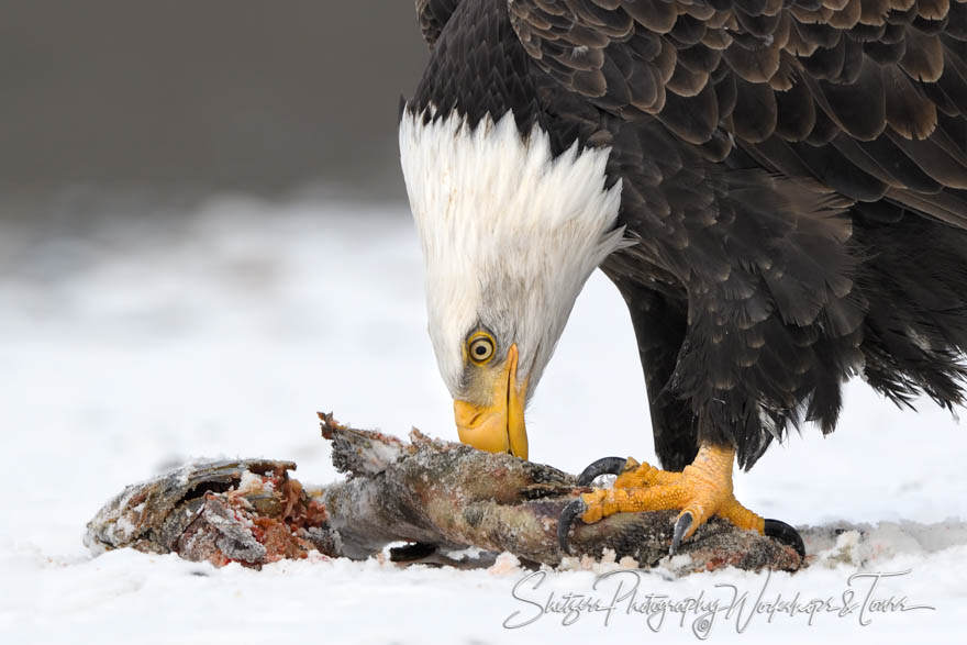 Bald Eagle Meal time 20181103 110404