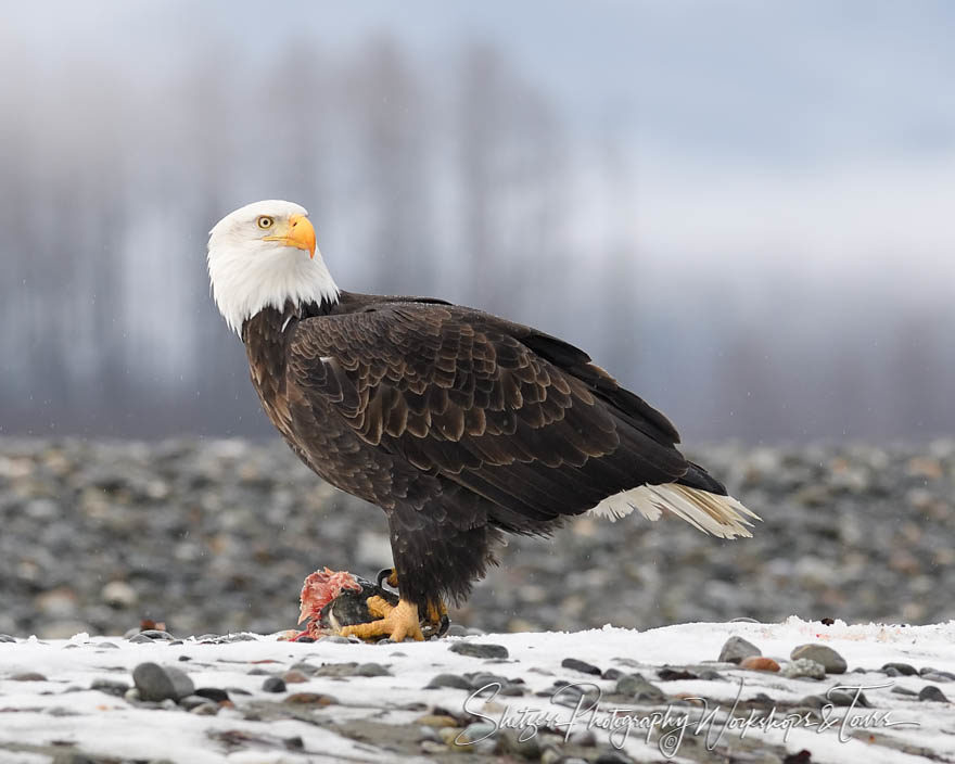 Bald Eagle Posing with prey