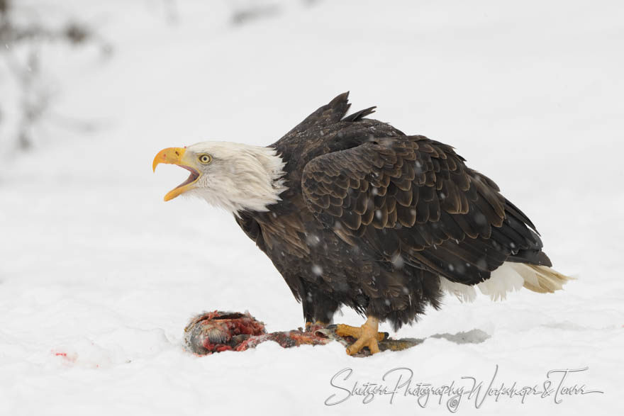 Bald Eagle Screaming