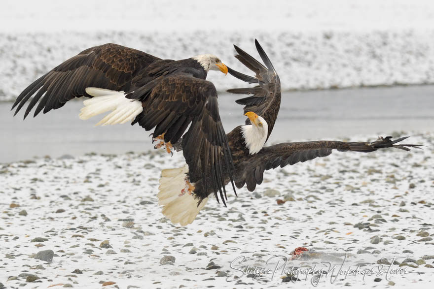 Bald Eagle Takedown