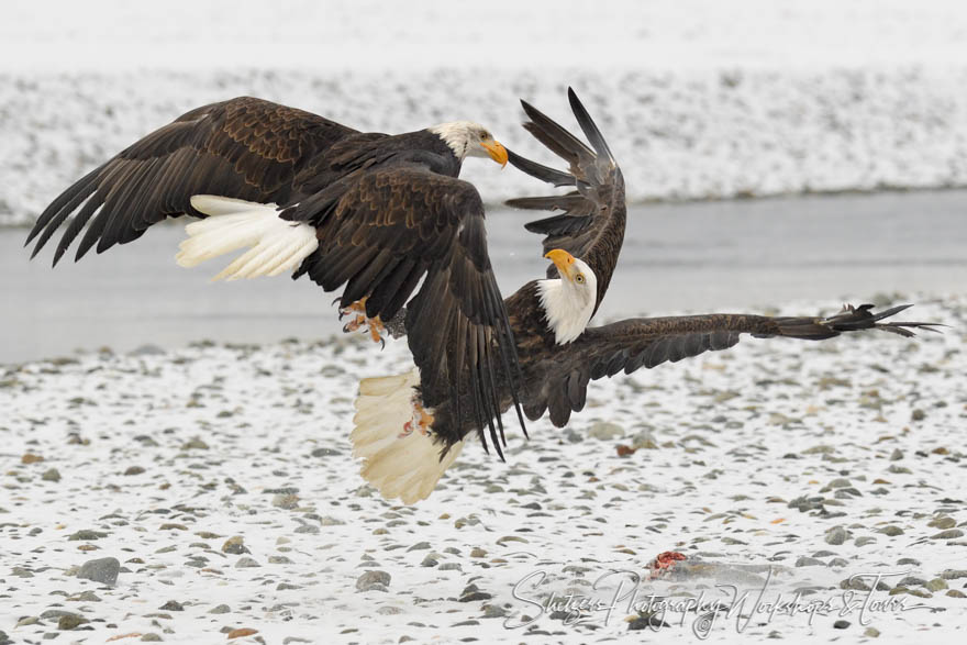 Bald Eagle Takedown 20181103 135230