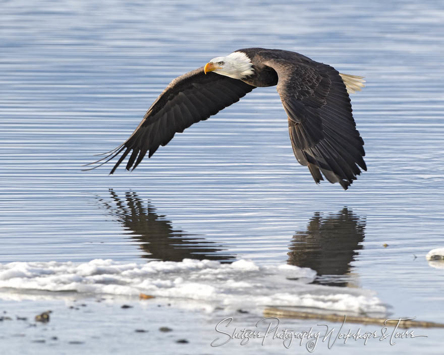 Bald Eagle Winged Reflection