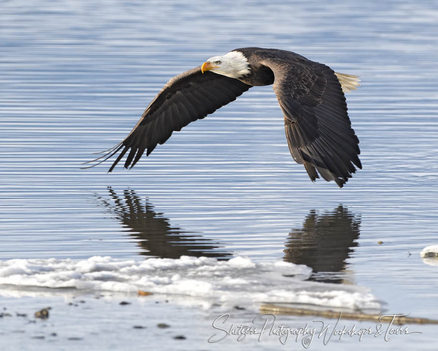 Bald Eagle Winged Reflection 20181110 131316