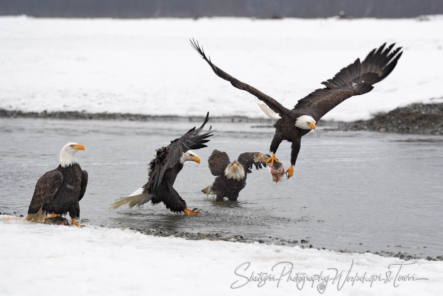 Bald Eagle flying away with the catch