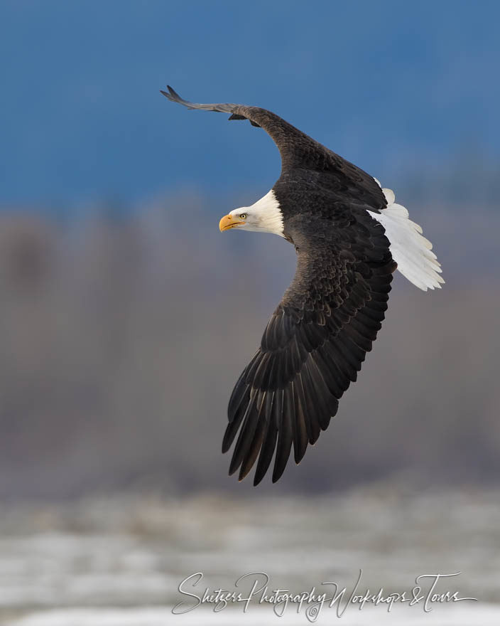 Bald Eagle in flight with blue mountains