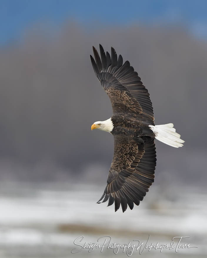 Bald Eagle in flight with great feather detail