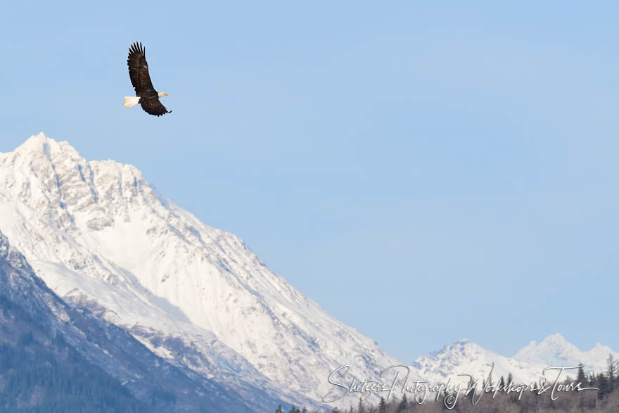 Bald Eagle in the mountains