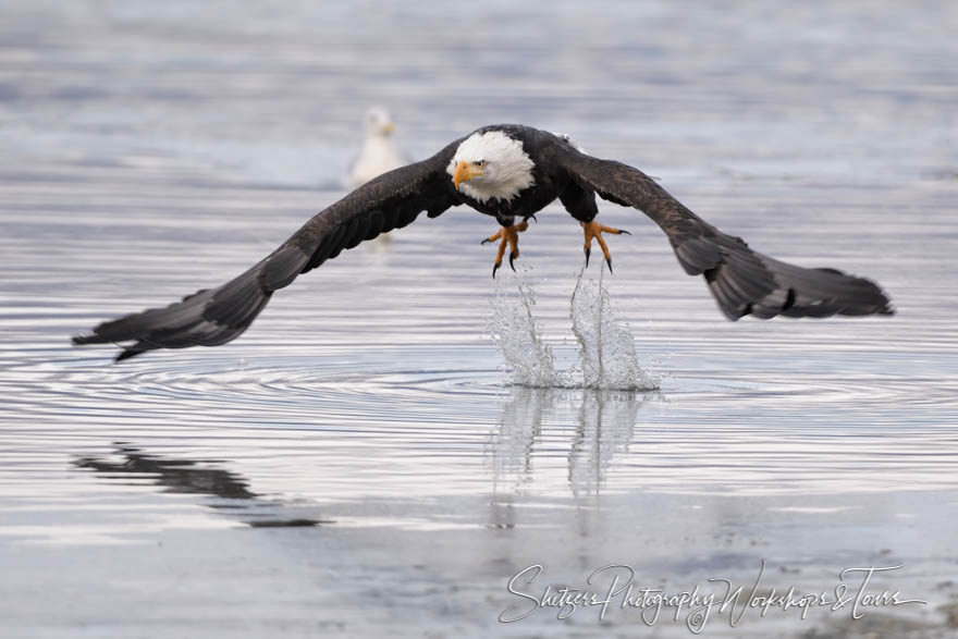 Bald Eagle skimming over the water