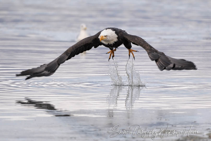 Bald Eagle skimming over the water 20181116 083643