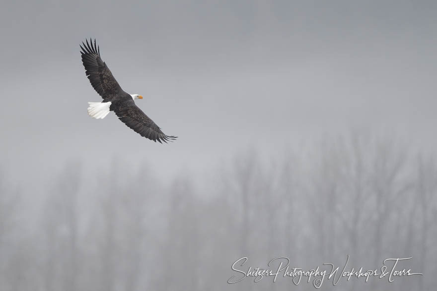 Bald Eagle soars in the mist