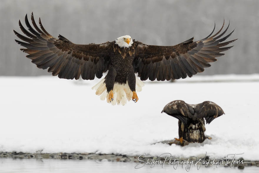 Bald Eagle swoops down