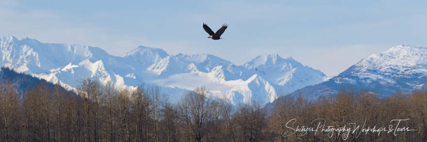 Bald Eagles Soaring around Alaska