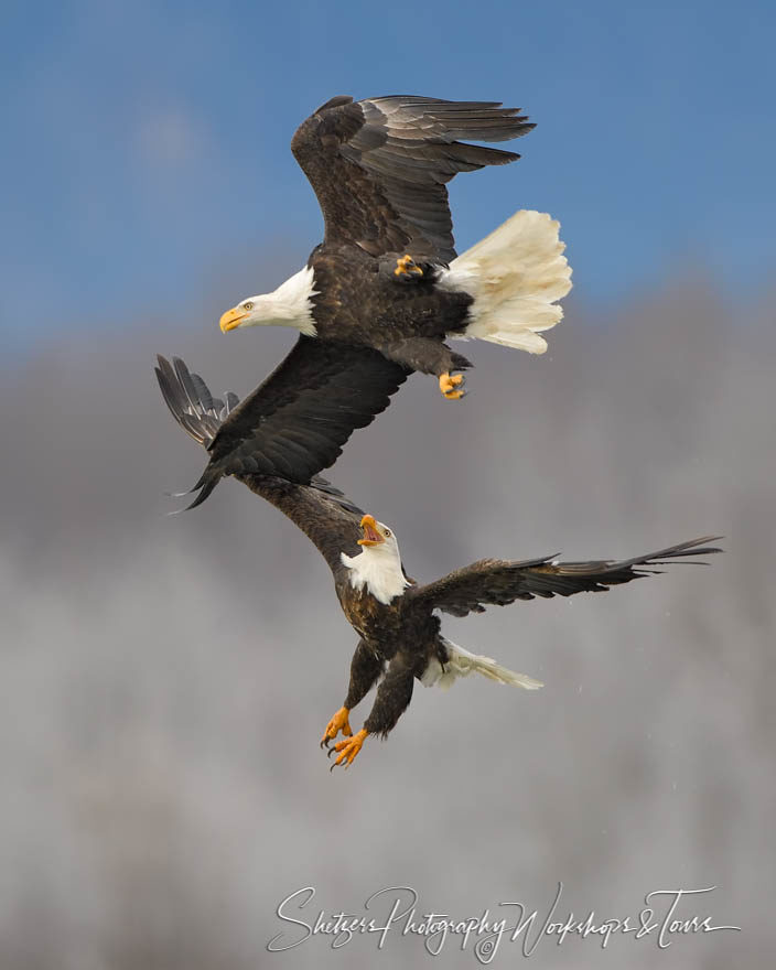 Bald Eagles flight in flight