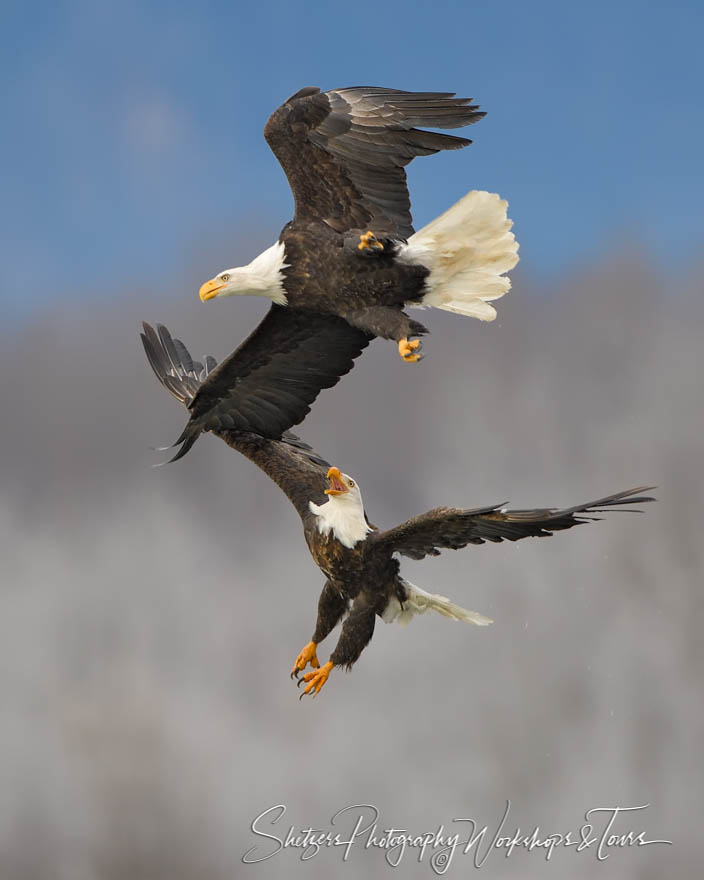 Bald Eagles flight in flight 20181116 094531