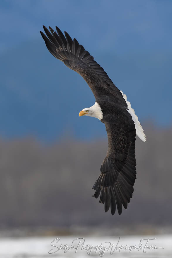 Bald Eagles lifespan