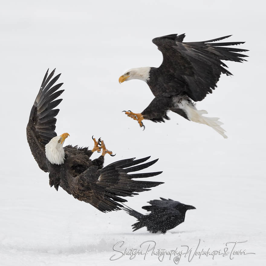 Bald eagles battle