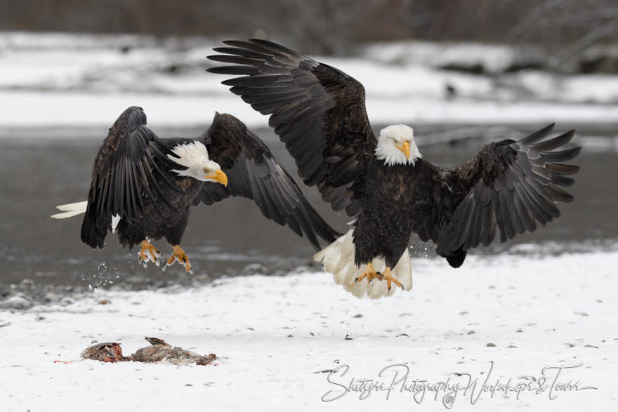 Descending for a meal