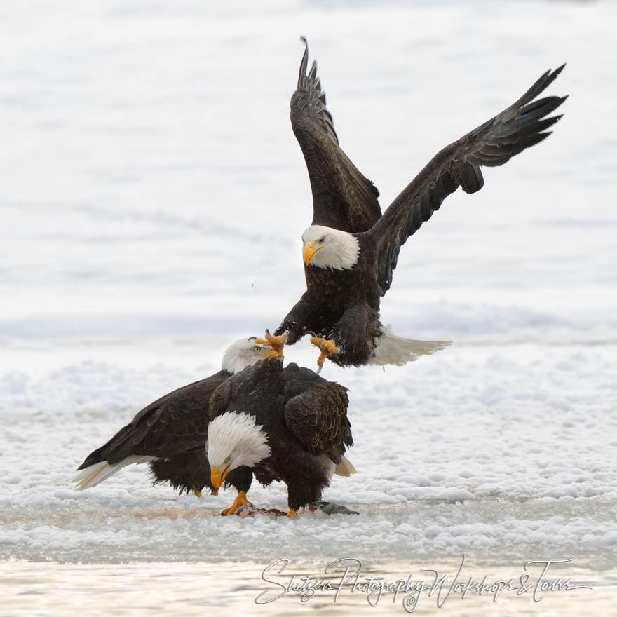 Eagle Attacking for prey 20121112 164854