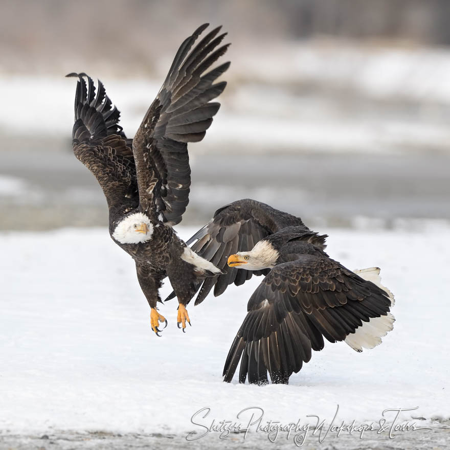 Eagle Dominance 20181107 112423