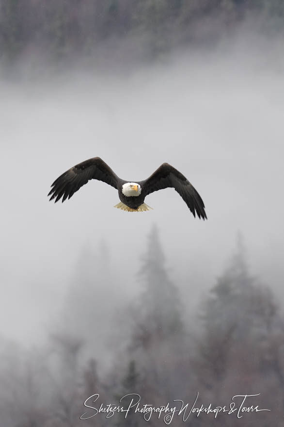 Eagle Emerges from the fog