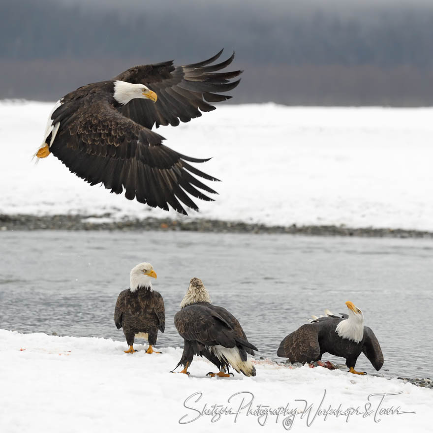 Eagle Observing the competition 20181111 090014