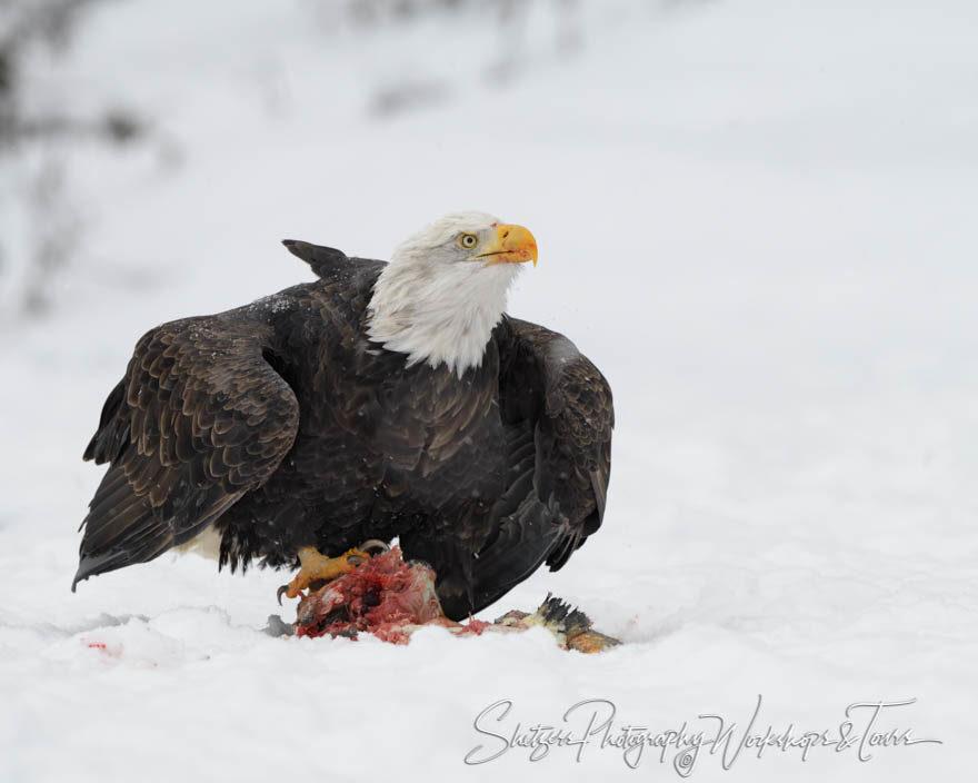 Eagle Pausing to observe