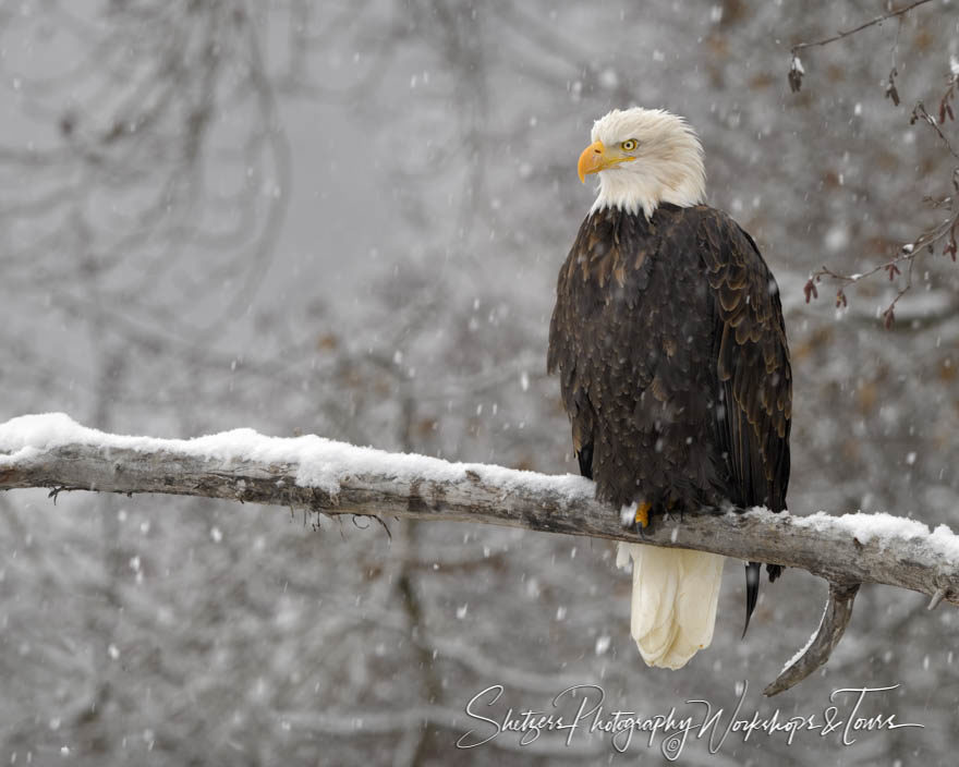 Eagle Perched in a tree amidst the snow