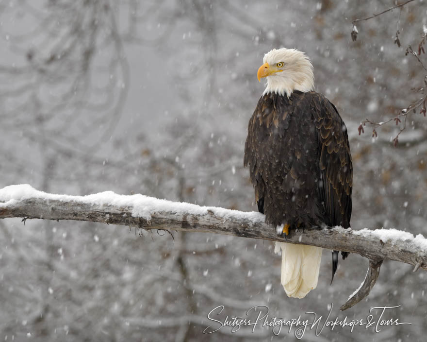 Eagle Perched in a tree amidst the snow 20181108 092101