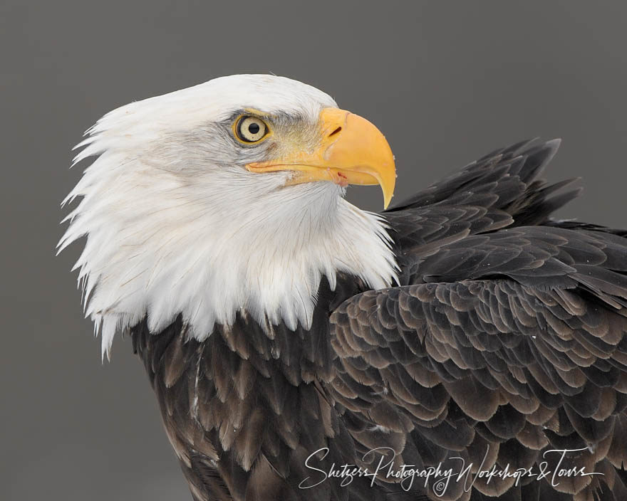 Eagle Posing