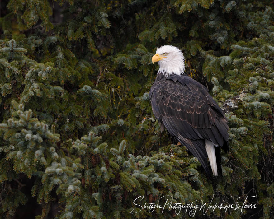 Eagle Posing in the Pine