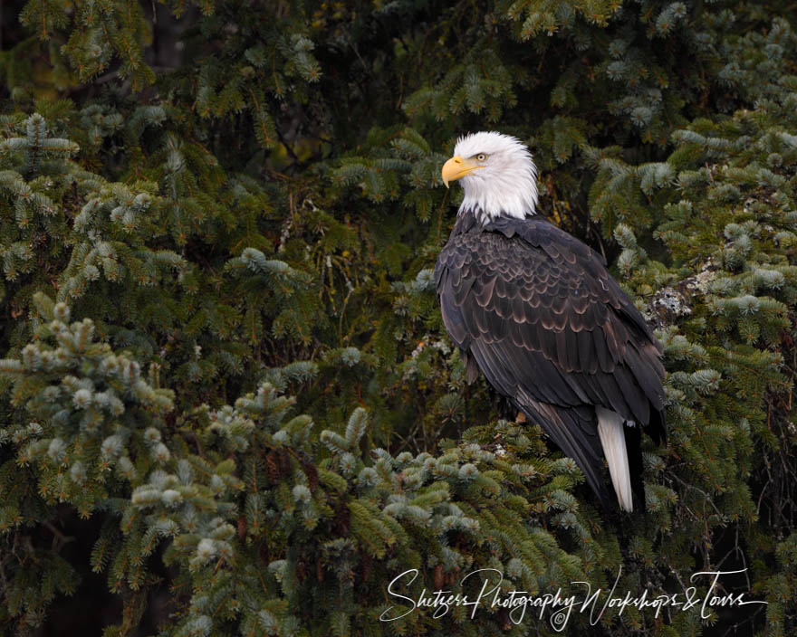 Eagle Posing in the Pine 20181121 114339