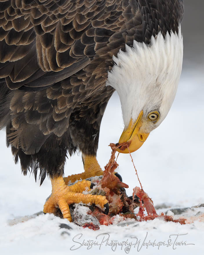 Eagle Tearing off a bite