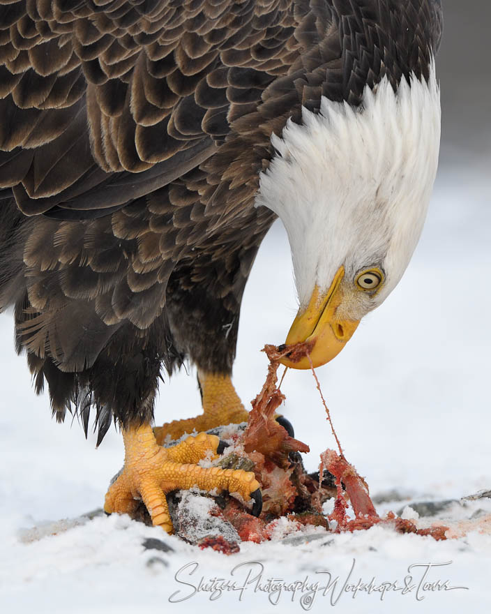 Eagle Tearing off a bite 20181103 113705