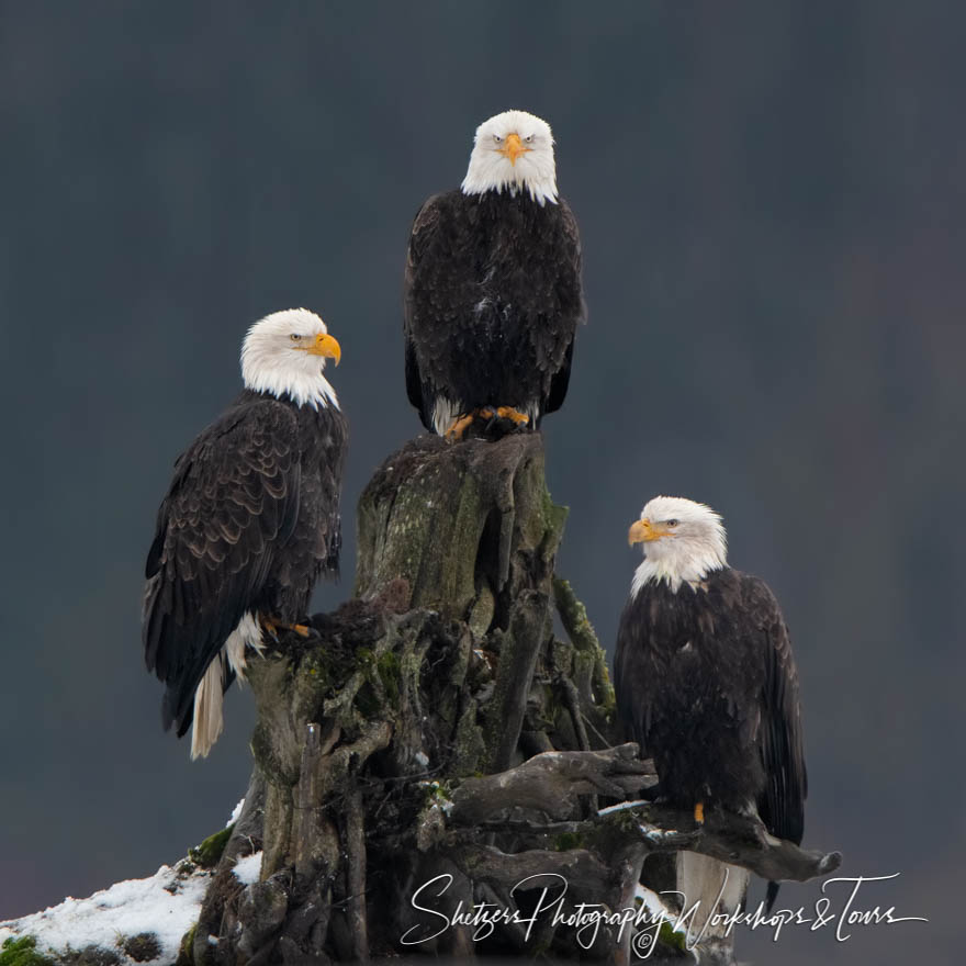 Eagle Trio on a snag 20181119 085509