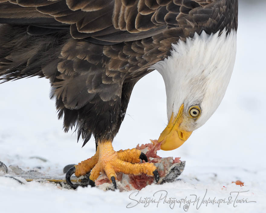 Eagle eatting a fish