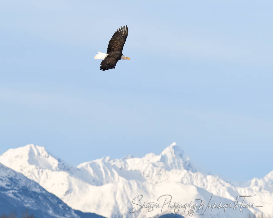 Eagle flying amidst the mountains