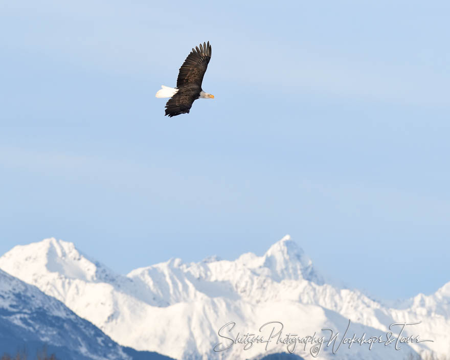 Eagle flying amidst the mountains 20181107 115355