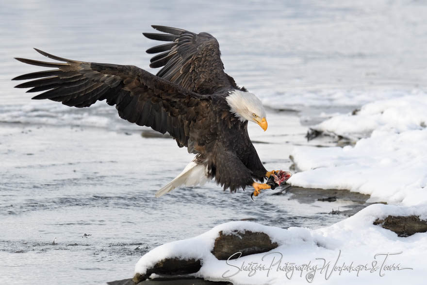 Eagle headed for the shore