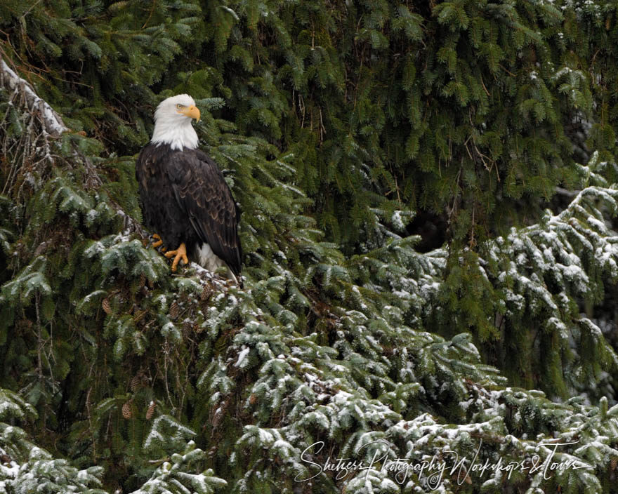 Eagle looking over river