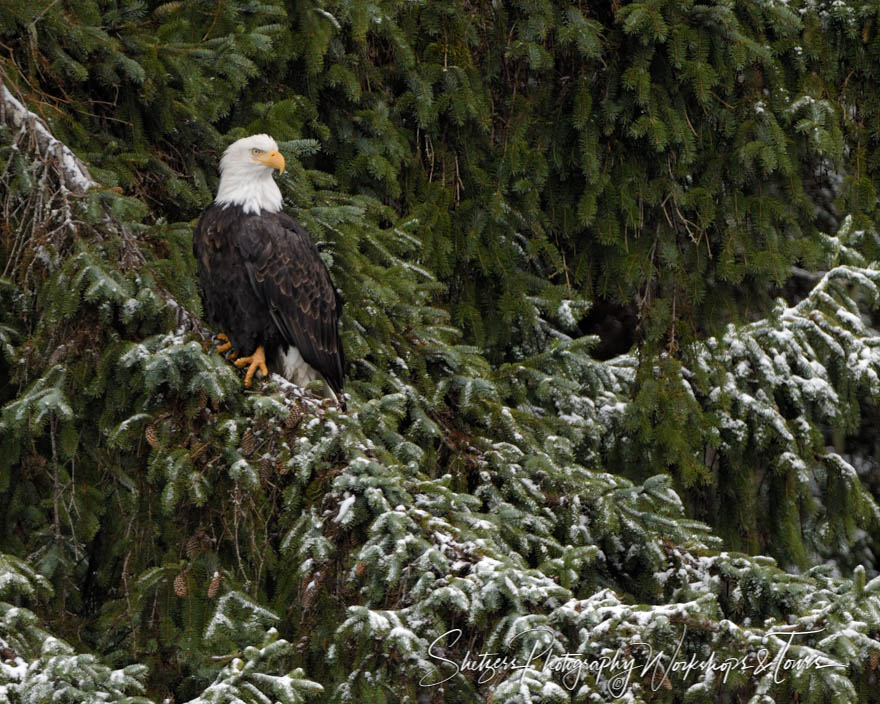 Eagle looking over river 20181103 151014