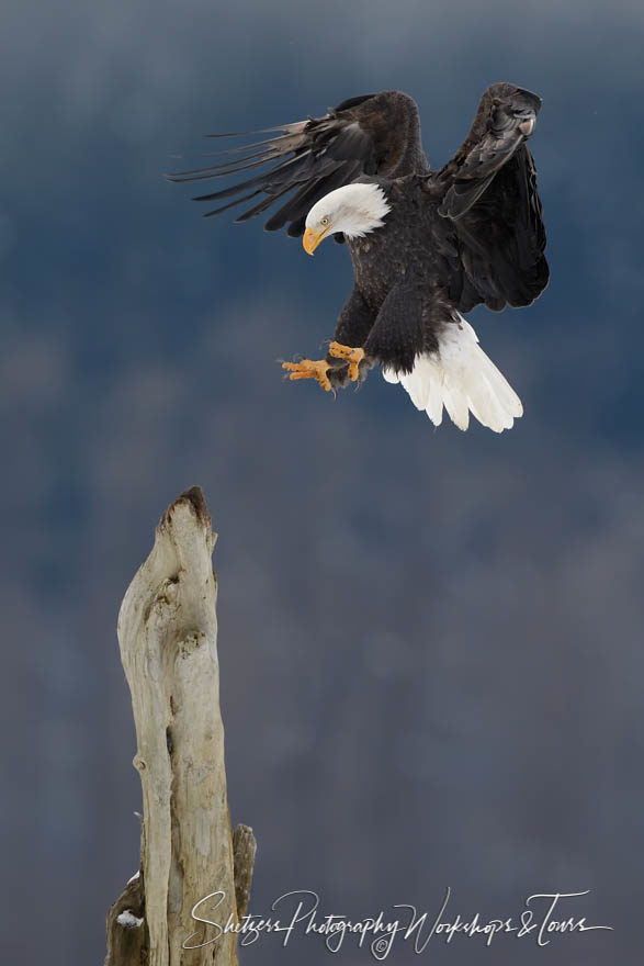 Eagle slowing down for the perfect landing