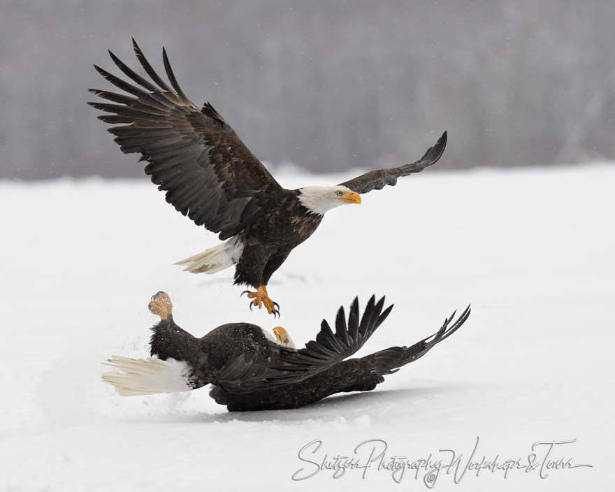 Eagle takes down the weaker opponent