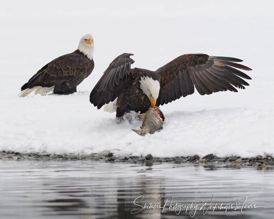 Eagle watching the feast