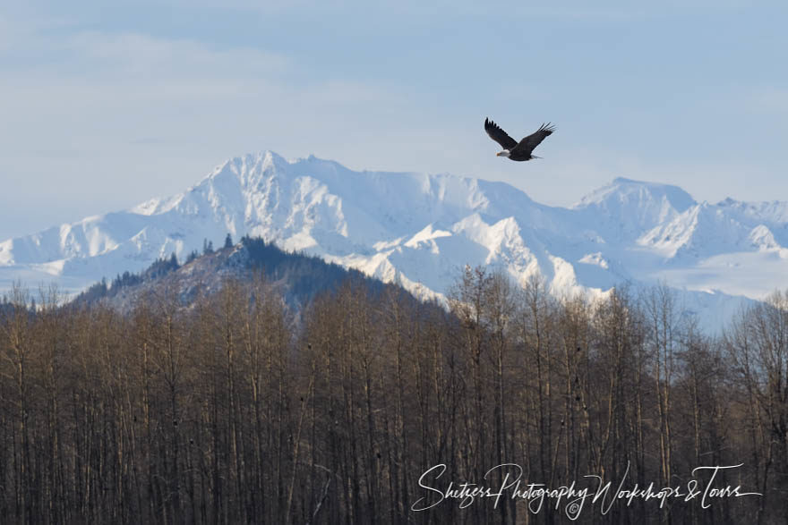 Eagles Above the Treeline