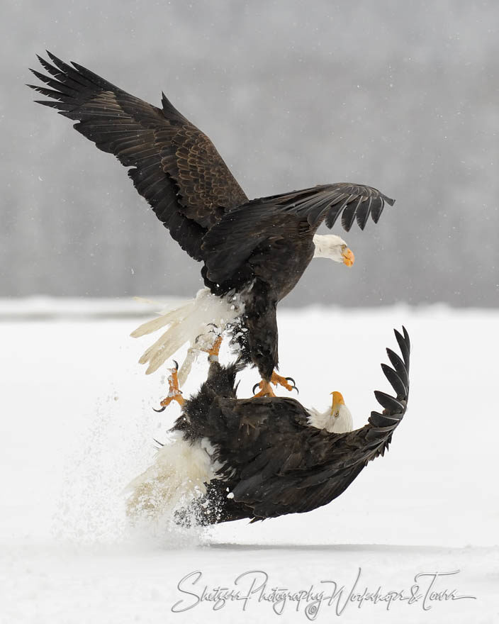 Eagles Aerial attack