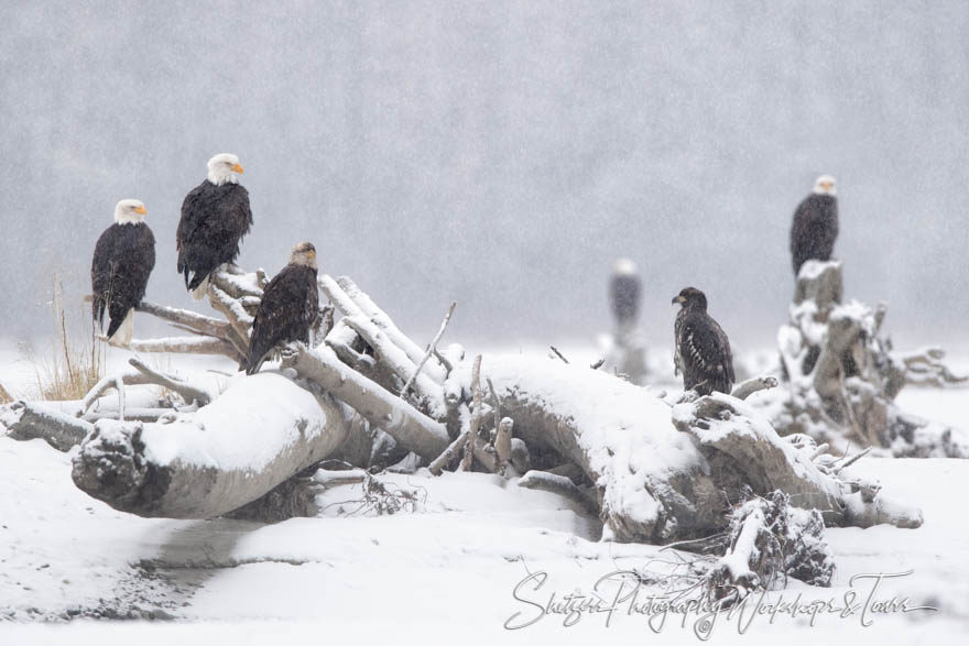 Eagles Gathering on the branches