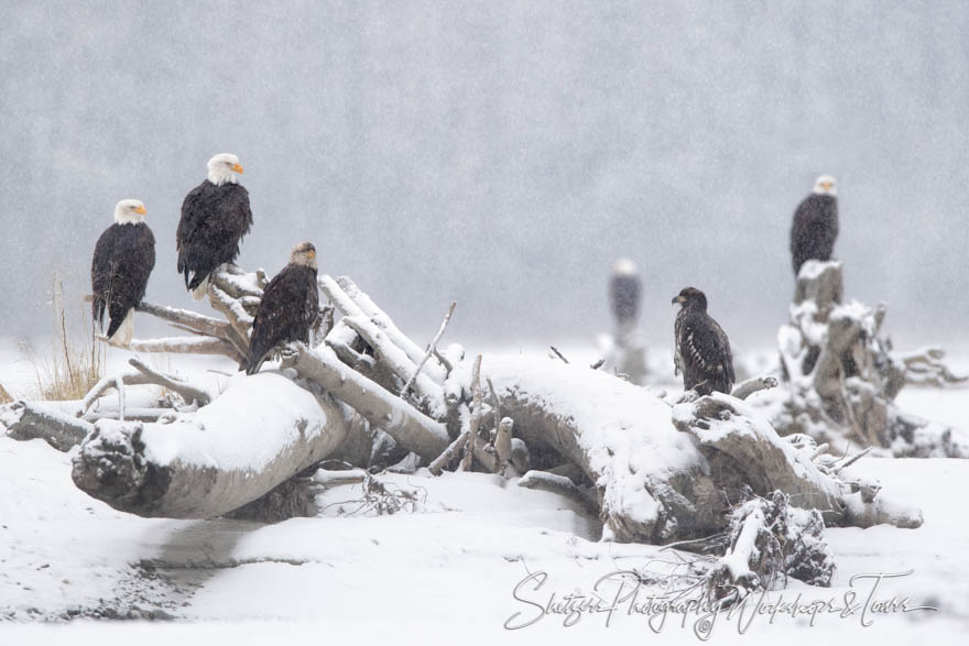 Eagles Gathering on the branches 20181104 100605